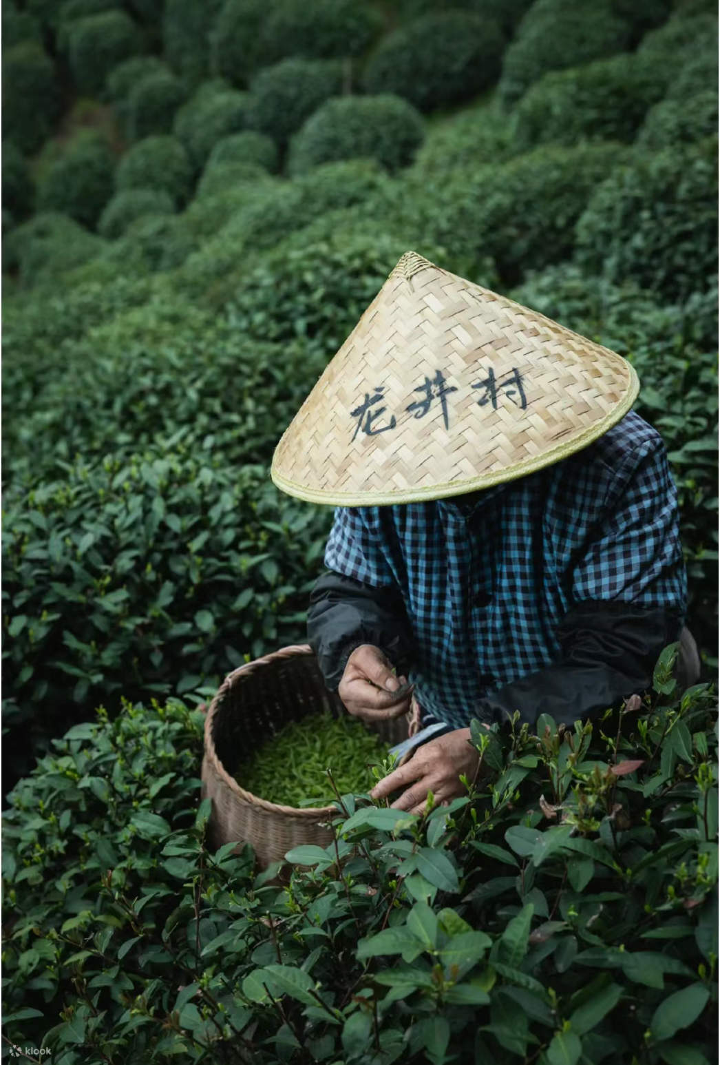 Làng trà Long Tỉnh - Hàng Châu